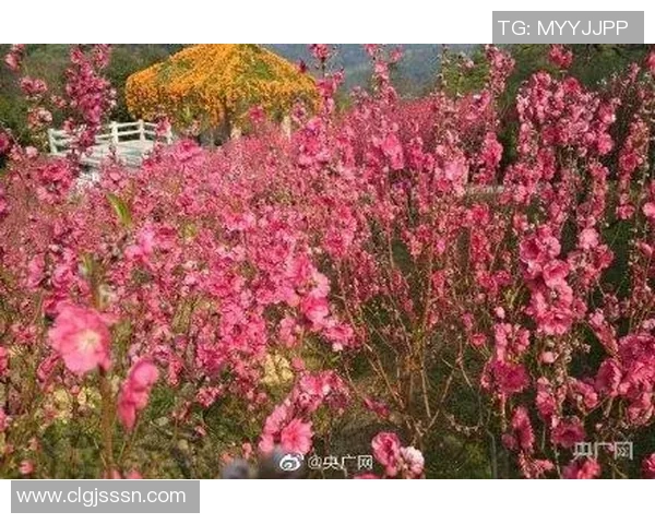 花海王者引领缤纷盛景共赏浪漫绽放描绘梦幻春日传奇